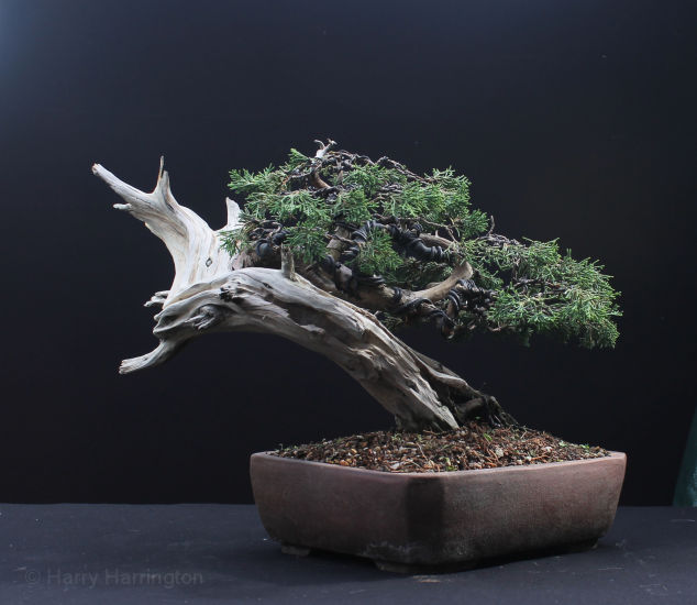itoigawa juniper bonsai